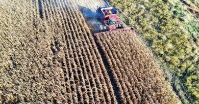 An aerial view of a red combine harvester working in a cornfield during fall harvest.