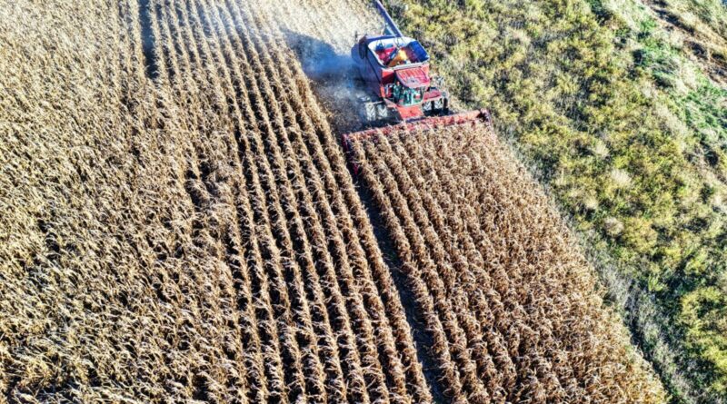 An aerial view of a red combine harvester working in a cornfield during fall harvest.