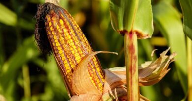 corn, food, field, vegetable, corncob, corn on the cob, crop, plant, plantation, cornfield, farm, nature, corn, corn, corn, corn, corn