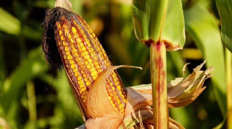 corn, food, field, vegetable, corncob, corn on the cob, crop, plant, plantation, cornfield, farm, nature, corn, corn, corn, corn, corn