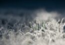 icing, grass, morning frost, cold, nature, frost, frozen, illuminated, shine, reflection, cold, frost, frost, frost, frost, frost