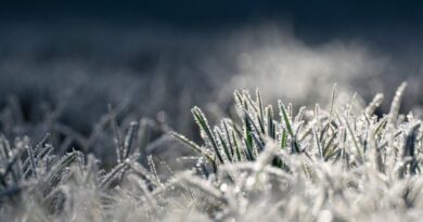 icing, grass, morning frost, cold, nature, frost, frozen, illuminated, shine, reflection, cold, frost, frost, frost, frost, frost