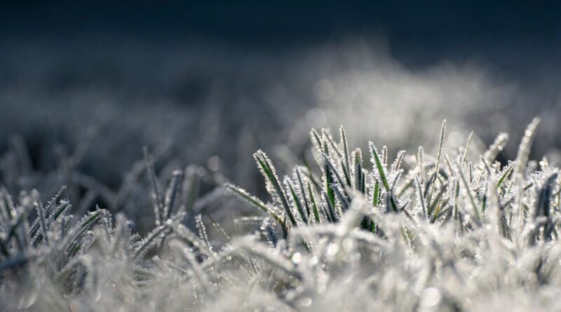 icing, grass, morning frost, cold, nature, frost, frozen, illuminated, shine, reflection, cold, frost, frost, frost, frost, frost