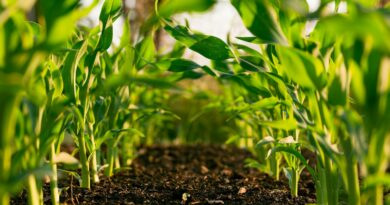 green plant on brown soil