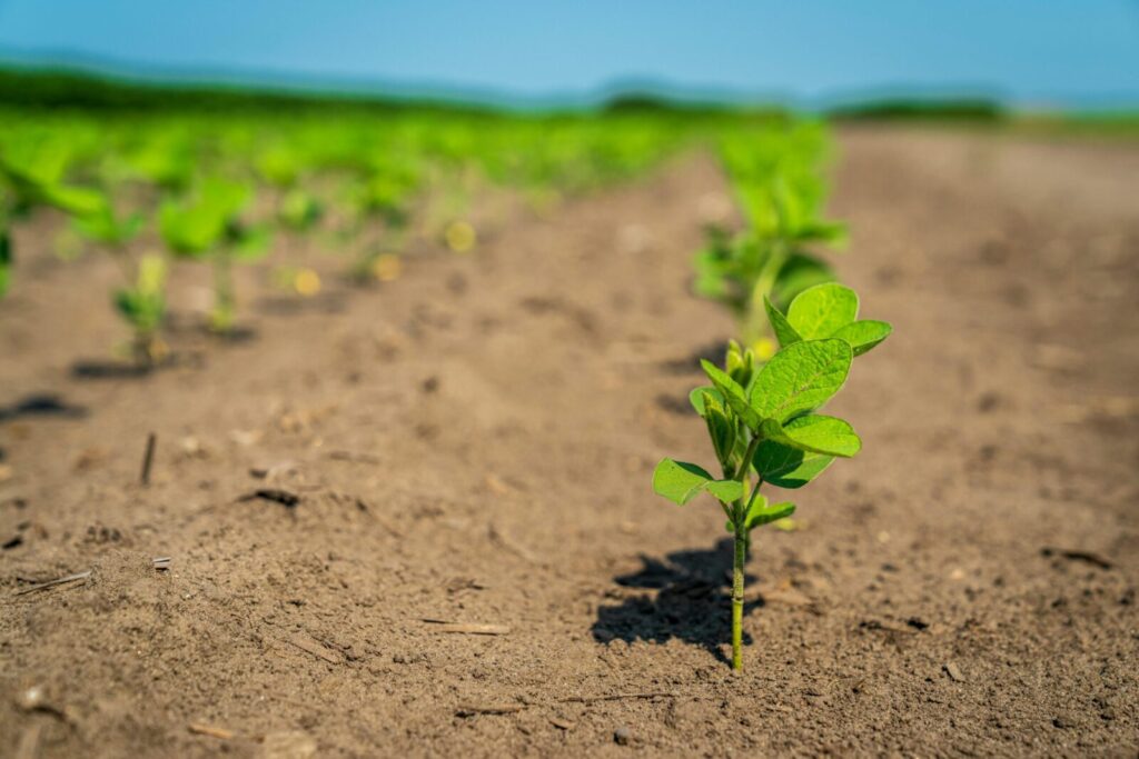 A vibrant close-up of young green sprouts growing in a rural farmland setting.