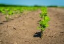 A vibrant close-up of young green sprouts growing in a rural farmland setting.