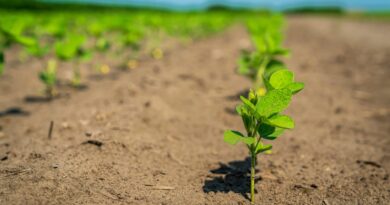 A vibrant close-up of young green sprouts growing in a rural farmland setting.