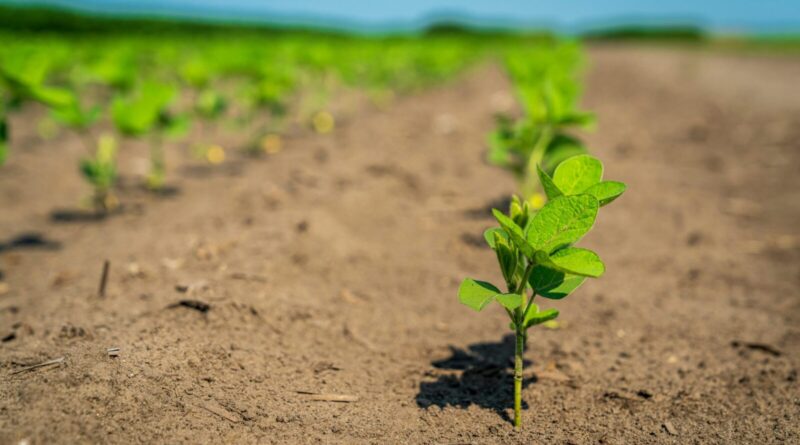 A vibrant close-up of young green sprouts growing in a rural farmland setting.