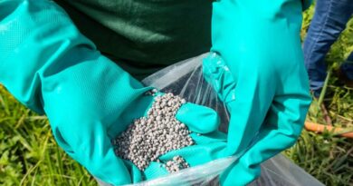 Close-up of a farmer holding fertilizer granules in green gloves in a rural field.