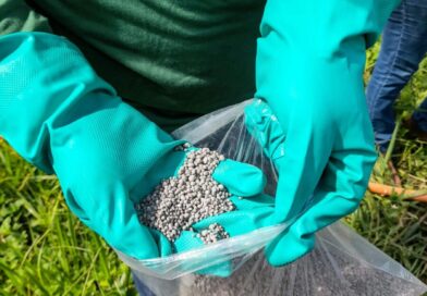 Close-up of a farmer holding fertilizer granules in green gloves in a rural field.