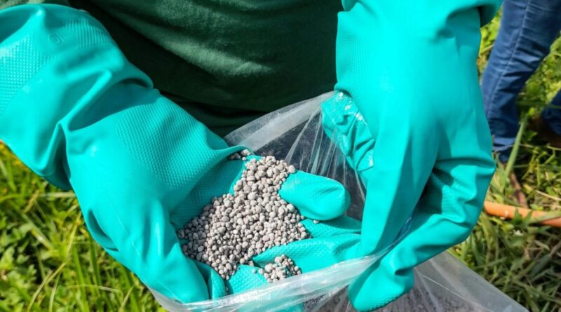 Close-up of a farmer holding fertilizer granules in green gloves in a rural field.