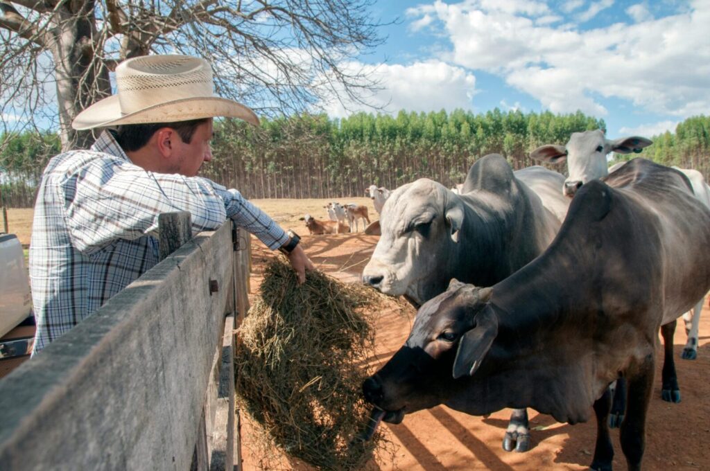 A farmer with a cowboy hat feeds cattle in a sunny pasture in Goiás, Brazil.