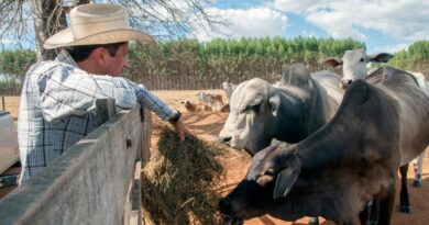 A farmer with a cowboy hat feeds cattle in a sunny pasture in Goiás, Brazil.