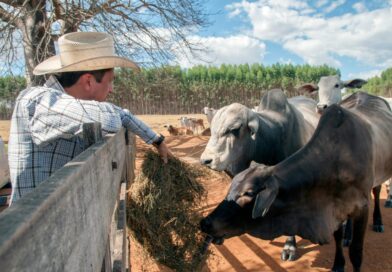 A farmer with a cowboy hat feeds cattle in a sunny pasture in Goiás, Brazil.