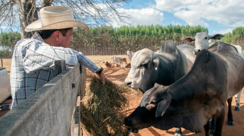 A farmer with a cowboy hat feeds cattle in a sunny pasture in Goiás, Brazil.