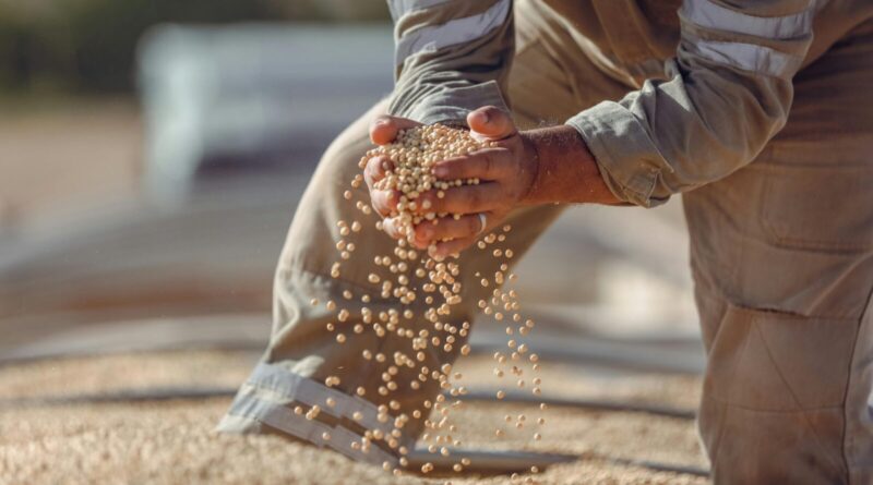 Hands holding soybeans during harvest in Paragominas, Brazil, showcasing agriculture.