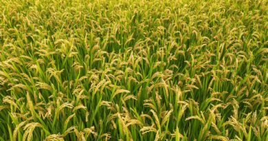 a large field of green grass with a sky background