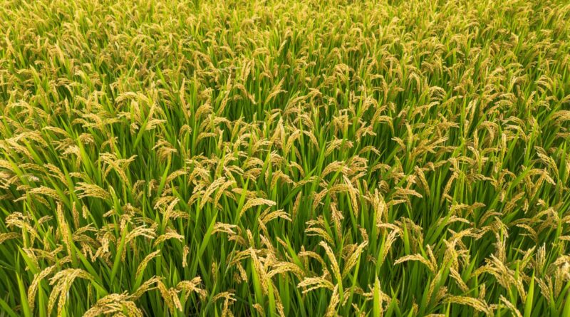 a large field of green grass with a sky background