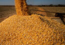 Governo gaúcho garante subsídio integral para milho e sorgo