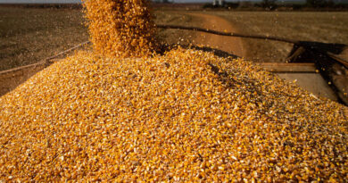Governo gaúcho garante subsídio integral para milho e sorgo
