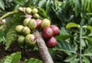 coffe, plant, ant, red, green, food, nature, insect, bug, leaf, bean, coffe, coffe, coffe, coffe, coffe