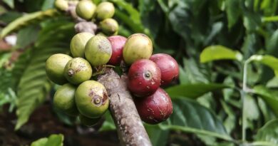 coffe, plant, ant, red, green, food, nature, insect, bug, leaf, bean, coffe, coffe, coffe, coffe, coffe