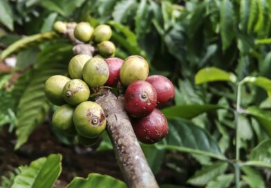 coffe, plant, ant, red, green, food, nature, insect, bug, leaf, bean, coffe, coffe, coffe, coffe, coffe