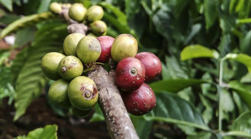 coffe, plant, ant, red, green, food, nature, insect, bug, leaf, bean, coffe, coffe, coffe, coffe, coffe