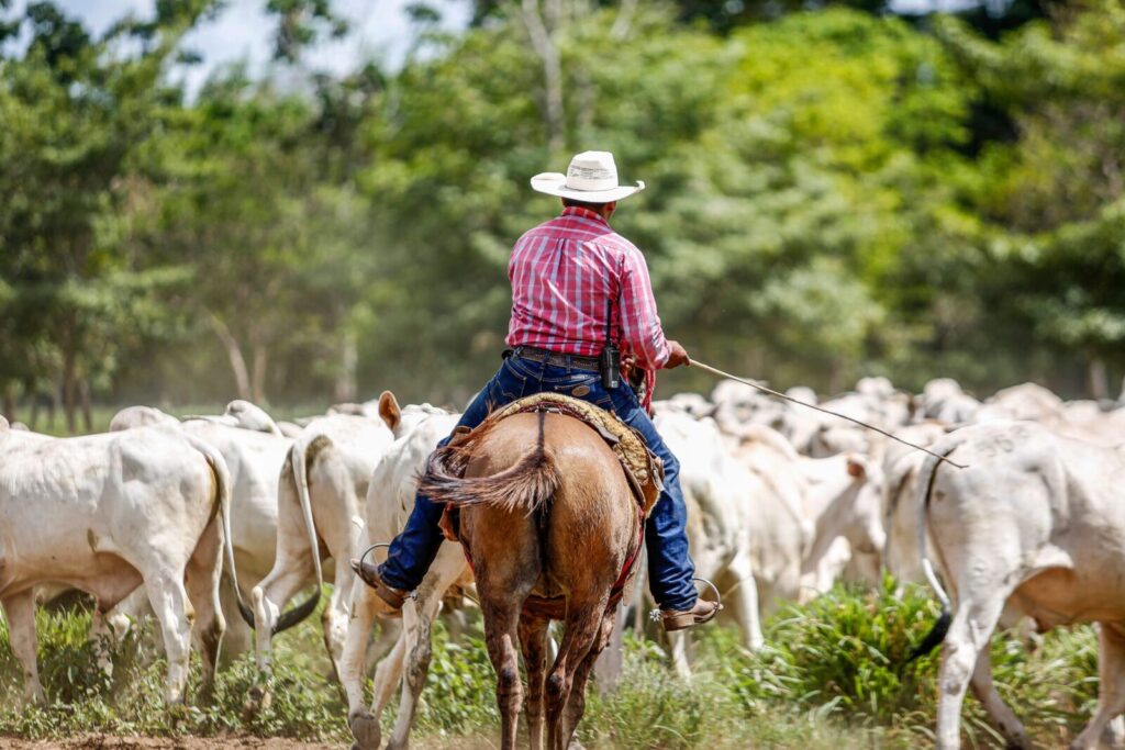Cowboy riding horse while herding cattle in Paragominas, Brazil, showcasing traditional farming life.