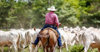 Cowboy riding horse while herding cattle in Paragominas, Brazil, showcasing traditional farming life.