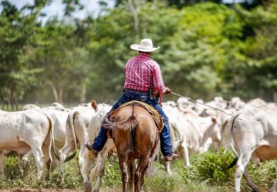 Cowboy riding horse while herding cattle in Paragominas, Brazil, showcasing traditional farming life.