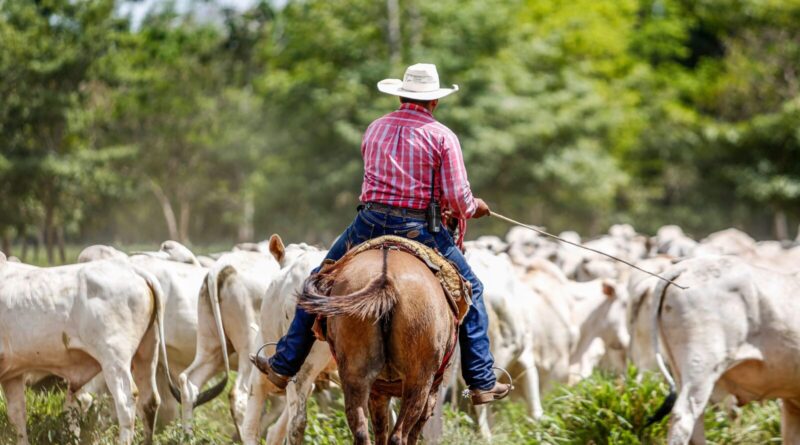 Cowboy riding horse while herding cattle in Paragominas, Brazil, showcasing traditional farming life.